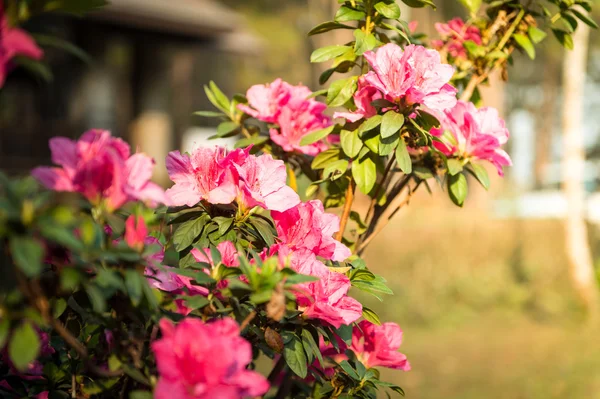 Gros plan de fleur rose dans le jardin — Photo