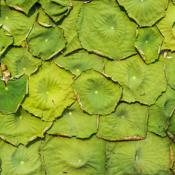 Water lily leaf for pattern background — Stock Photo, Image