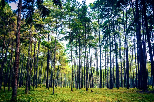 Pine tree forest landscape — Stock Photo, Image