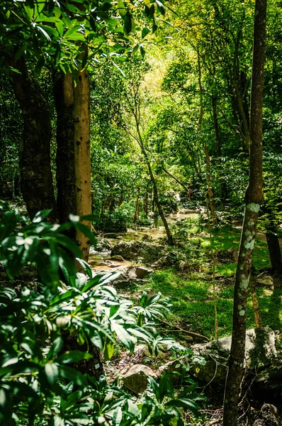 Stream in forest, natural park in thailand — Stock Photo, Image