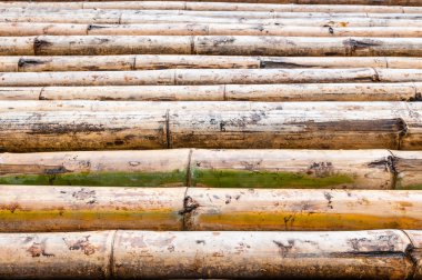 Bambu arka plan bakış