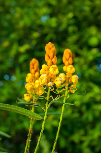 Pásový opar Bush Flower — Stock fotografie