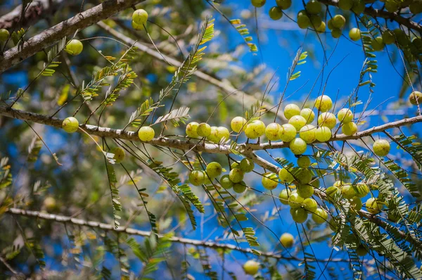 Emblic myrablan, Malaca árvore closeup — Fotografia de Stock