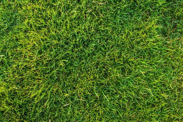 Texture fond d'herbe verte fraîche — Photo