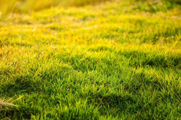 Textur bakgrund av färskt grönt gräs — Stockfoto
