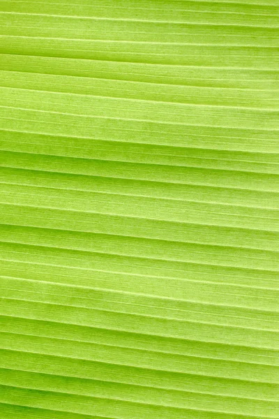 Banana leaf of pattern background — Stock Photo, Image