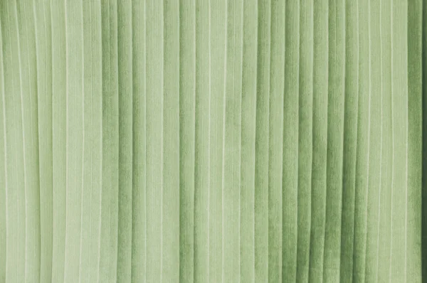 Banana leaf of pattern background — Stock Photo, Image