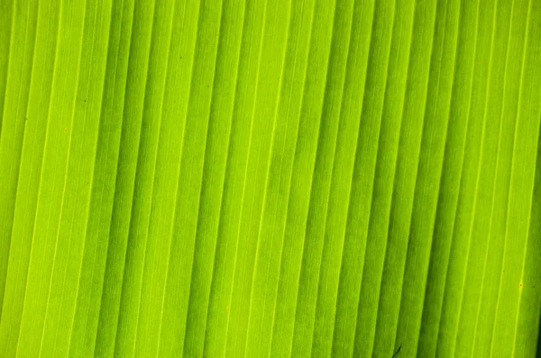 Banana leaf of pattern background — Stock Photo, Image