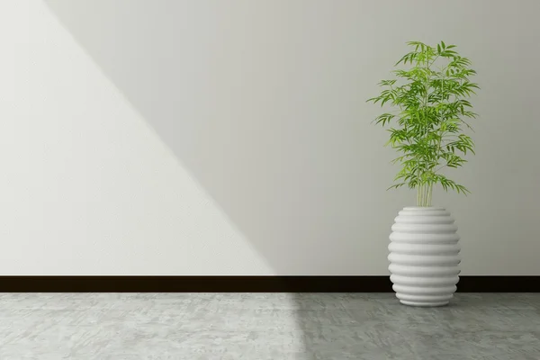 Tree pot and white wall interior decorated — Stock Photo, Image