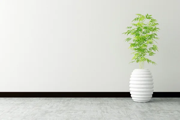 Pot d'arbre et mur blanc intérieur décoré — Photo