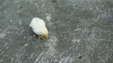 Şirin Sarı Piliç Yerde Yürüyor