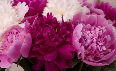 Beyaz ve pembe peonies bahar