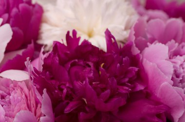 Beyaz ve pembe peonies bahar