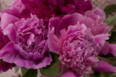  pembe peonies bahar