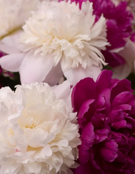 Pivoines blanches et roses printanières — Photo