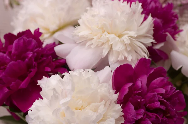 Primavera peônias brancas e rosa — Fotografia de Stock