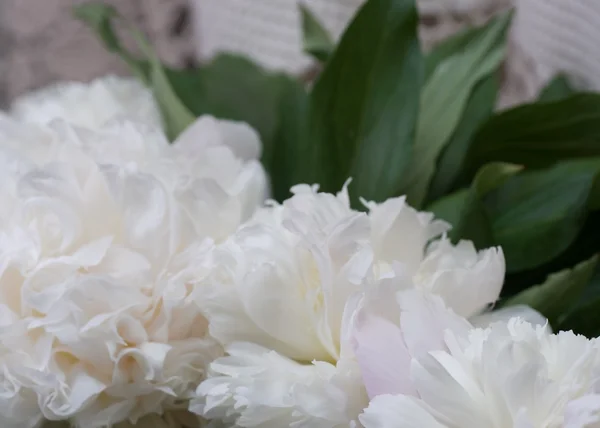 春天的白色牡丹 — 图库照片