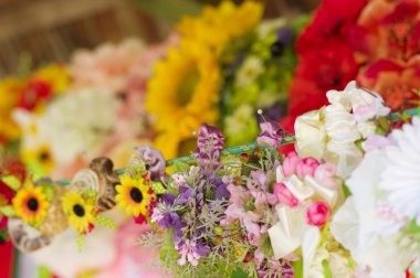 güzel renkli çiçekler