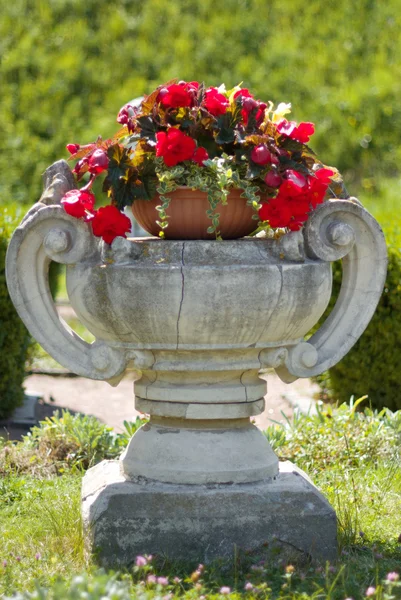 Red flowers in pot Stock Photo