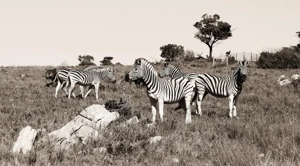 Группа зебр — стоковое фото