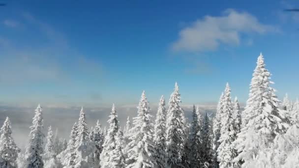 Vista aérea da floresta congelada com árvores cobertas de neve na montanha no inverno. Floresta de contos de fadas, árvores geladas cobertas de neve. Nascer do sol de manhã no céu azul. Turismo e viagens. Vista superior — Vídeo de Stock