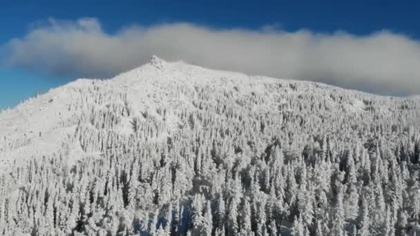Luftaufnahme von gefrorenem Wald mit schneebedeckten Bäumen auf dem Berg im Winter. Märchenwald, schneebedeckte, frostige Bäume. Sonnenaufgang am Morgen in blauem Himmel. Tourismus und Reisen. Ansicht von oben — Stockvideo