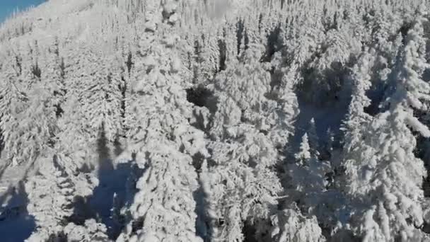 Kışın dağda karla kaplı ağaçlarla donmuş ormanın havadan görünüşü. Peri masalı ormanı, karla kaplı buzlu ağaçlar. Mavi gökyüzünde sabah gün doğumu. Turizm ve seyahat. Üst görünüm — Stok video