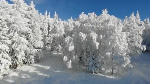 Widok z lotu ptaka zamarzniętego lasu z pokrytymi śniegiem drzewami na górze w zimie. Bajkowy las, pokryte śniegiem mroźne drzewa. Wschód słońca rano na błękitnym niebie. Turystyka i podróże. Widok z góry — Wideo stockowe