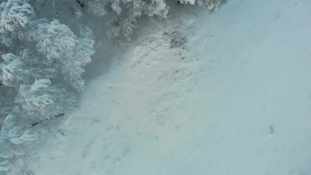 Повітряний вид замерзлого лісу з засніженими деревами на горі взимку. Казковий ліс, вкриті снігом замерзлі дерева. Зранку сонце сходить у блакитному небі. Туризм і подорожі. Краєвид — стокове відео