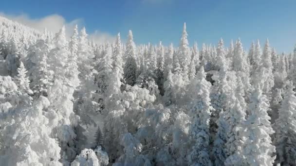 Воздушный вид замёрзшего леса с заснеженными деревьями на горе зимой. Сказочный лес, заснеженные ледяные деревья. Восход солнца в голубом небе. Туризм и путешествия. Вид сверху — стоковое видео