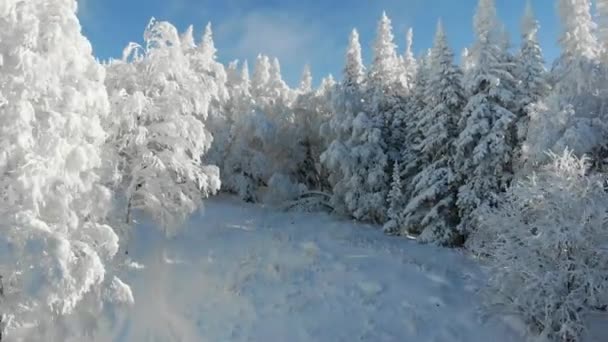 Luftaufnahme von gefrorenem Wald mit schneebedeckten Bäumen auf dem Berg im Winter. Märchenwald, schneebedeckte, frostige Bäume. Sonnenaufgang am Morgen in blauem Himmel. Tourismus und Reisen. Ansicht von oben — Stockvideo