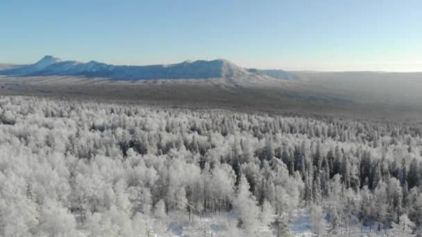 Вид с воздуха на снежный зимний лес с горами на заднем плане. Сосны и ели покрыты зимним снегом. Ледяной рассвет или закат. Туристы ходят и любоваться вершинами горного хребта — стоковое видео