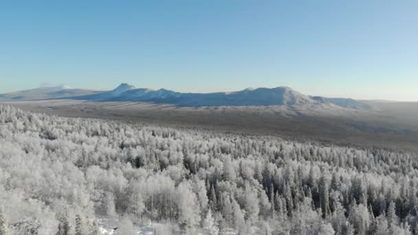 Вид с воздуха на снежный зимний лес с горами на заднем плане. Сосны и ели покрыты зимним снегом. Ледяной рассвет или закат. Туристы ходят и любоваться вершинами горного хребта — стоковое видео