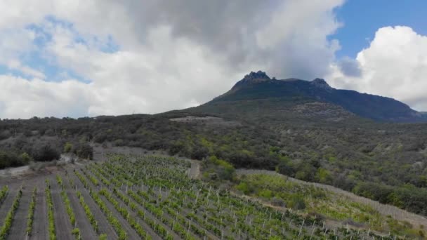 Aerial view of grape plantation. Cars drive along the road that crosses the fields. Winemaking, agriculture. Green vines of grapes grow in rows in the foothills. High sharp mountain and thick clouds — Stock Video