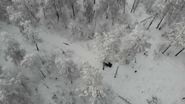 Vista aérea de SUV preto dirigindo através de neve limpa branca profunda ao longo da trilha nas montanhas entre as árvores. O jipe fica preso entre montanhas nevadas e pinheiros altos e abetos. Viagens extremas, turismo — Vídeo de Stock