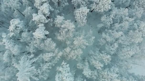 Vista aérea del bosque congelado con árboles cubiertos de nieve en la montaña en invierno. Bosque de cuento de hadas, árboles helados cubiertos de nieve. Salida del sol por la mañana en el cielo azul. Turismo y viajes. Vista superior — Vídeo de stock