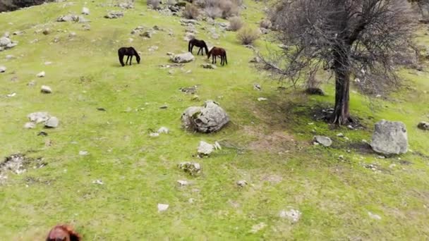 Letecký pohled na koně pasoucí se na úpatí vodopádu. Zvířata jedí čerstvou trávu na zelené louce. Z vysoké šedé hory teče horská řeka. Kolem jsou zelené stromy. — Stock video