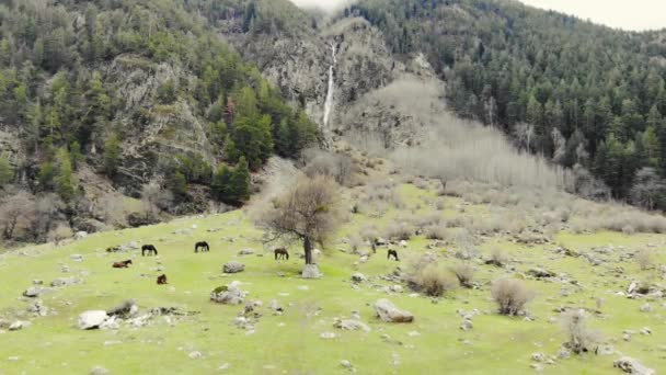 Widok z lotu ptaka na konie pasące się u podnóża wodospadu. Zwierzęta jedzą świeżą trawę na zielonej łące. Górska rzeka spływa z wysokiej szarej góry. Wokół są zielone drzewa — Wideo stockowe