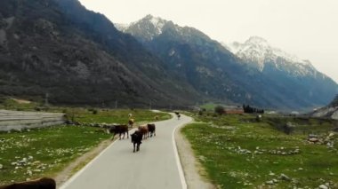 İneklerin yürüdüğü yolun havadan görünüşü. Vadi yeşilliklerle kaplı. Dağların karlı zirvelerini görebilirsin. Otoyol çayırlardan geçer ve evler görünür.