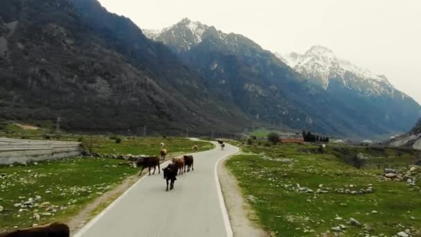 Flygfoto över vägen längs vilken kor går. Valley är täckt av grönska. Du kan se snöiga bergstoppar. Motorvägen passerar genom ängen och husen är synliga — Stockvideo