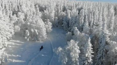 Bir grup turist kış ormanında yürüyor. İnsanlar kar üzerinde yürüyorlar. Etrafında karla kaplı uzun kozalaklı ağaçlar var. Güneş ağaçların tepelerinde parlıyor