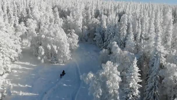 観光客のグループは、冬の森を歩いている。人々は雪の道を歩いている。雪に覆われた高い針葉樹の木があります。木の上に太陽が輝いている — ストック動画