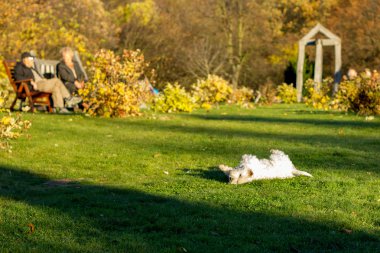 Bir parkta oynayan köpek