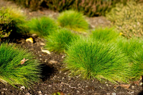 Close-up de planta verde — Fotografia de Stock