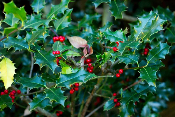 Pianta verde con bacche rosse — Foto Stock