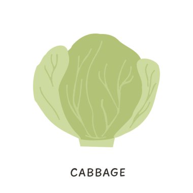 Beyaz lahana vektör çizimi. Düz yapraklı mevsimlik organik sebzeler. Eko çiftliği sağlıklı yaşam tarzı için taze gıdalar beyazda izole edilmiş. Pastel renklerde basit simge.