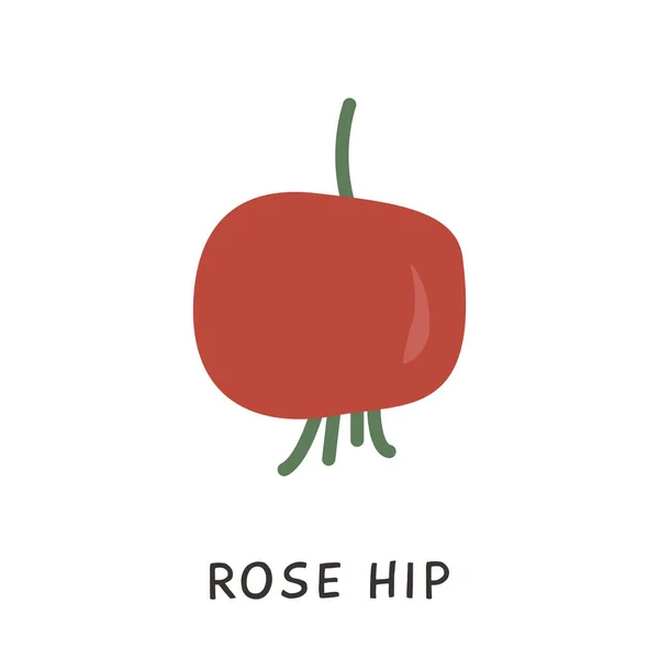 Ros höft klotter element. Ikon av nypon friska medicinska ört för alternativ medicin. Rose frukt vektor illustration isolerad på vit. — Stock vektor