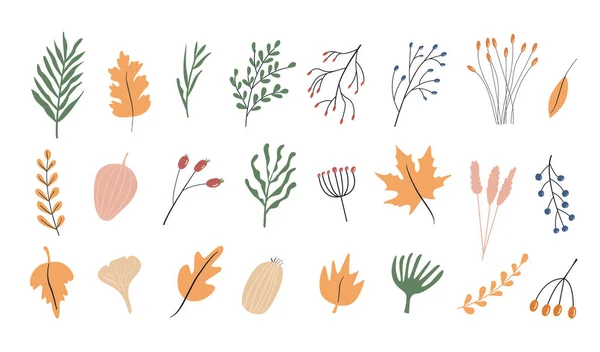 Sonbahar bitkisi seti. Böğürtlen ve yapraklarla farklı dal ve dallar. Vahşi orman bitkileri. Botanik tasarım elementlerinin vektör koleksiyonu. Beyaz arkaplanda renkli düz çizimler. — Stok Vektör
