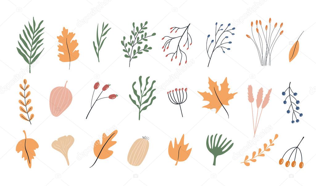 Set of autumn herbarium. Different branches and twigs with berries and leaves. Wild forest plants. Vector collection of botanical design elements. Colored flat illustrations on white background. 