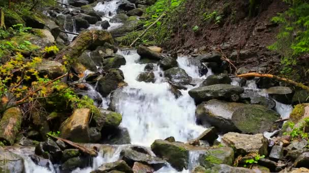 Beau fond de paysage aquatique avec rivière de montagne coulent à travers la rivière rocheuse avec des pierres et de la végétation verte le long des rives. — Video